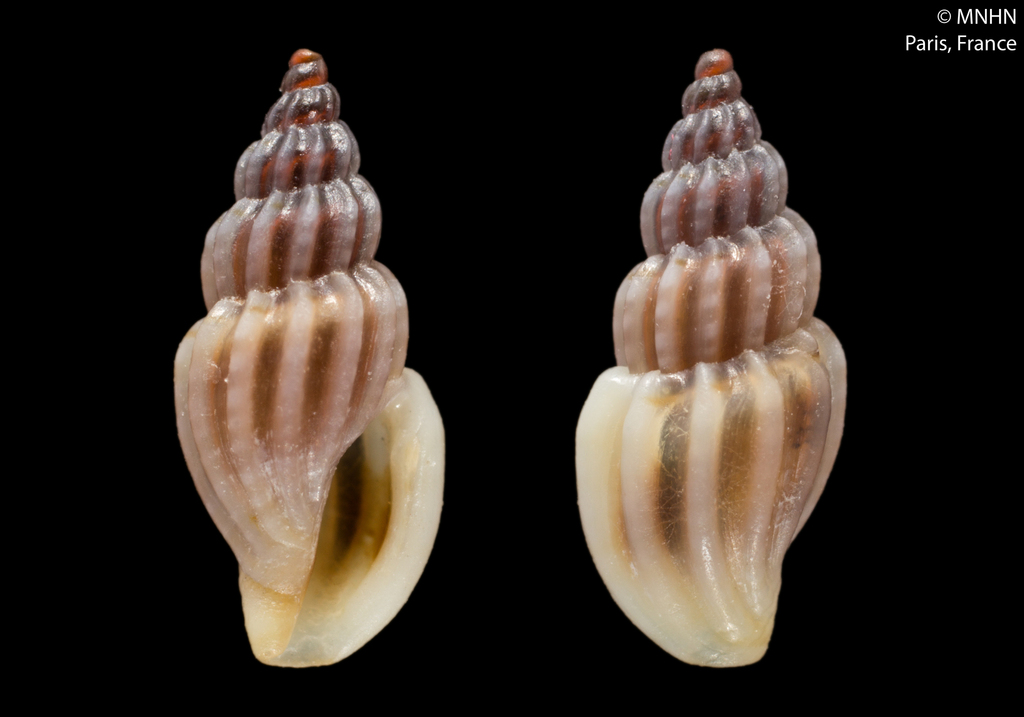 Mangelia unifasciata