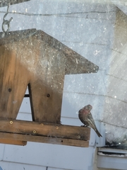 Haemorhous mexicanus