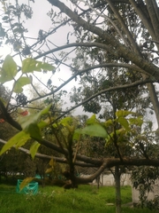 Erythrina rubrinervia