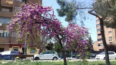 Cercis siliquastrum