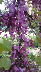 Cercis siliquastrum