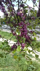 Cercis siliquastrum