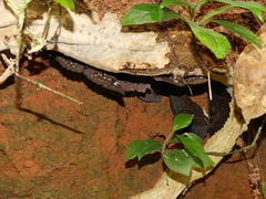 Erebus walkeri