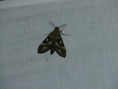 Nephele argentifera