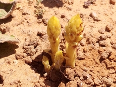 Orobanche cernua