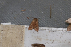 Orthosia pacifica