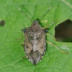 Podisus nigrispinus