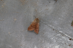 Orthosia pacifica
