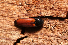 Ampedus sanguineus