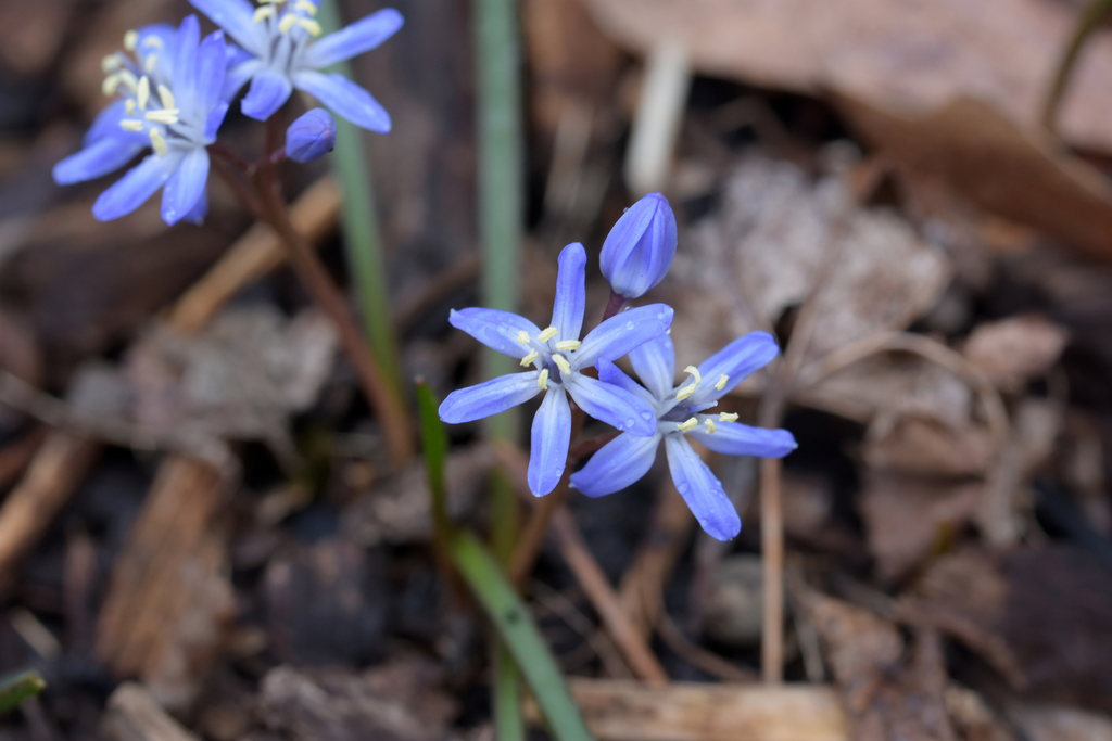 Forbes' Glory-of-the-snow from Morton Arboretum East Woods on March 24