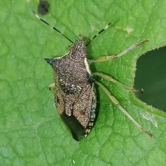 Podisus nigrispinus