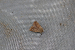 Orthosia pacifica