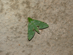 Euchloron megaera