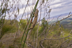 Bradypodion gutturale