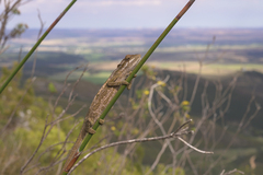 Bradypodion gutturale