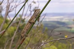 Bradypodion gutturale