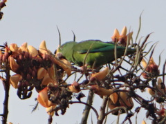 Brotogeris sanctithomae