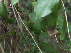 Arachnura melanura