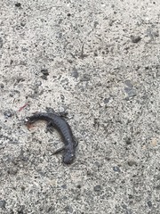 Ambystoma jeffersonianum