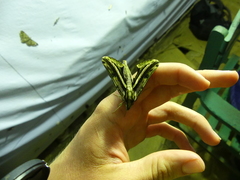 Centroctena rutherfordi