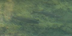 Squalius cephalus