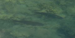 Squalius cephalus