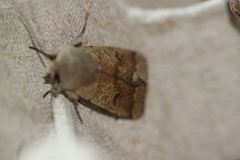 Orthosia pacifica