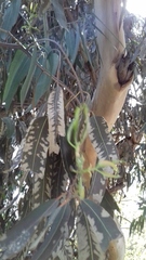 Eucalyptus