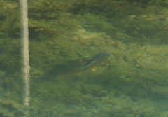 Squalius cephalus