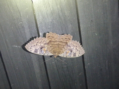 Erebus walkeri