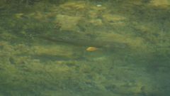 Squalius cephalus