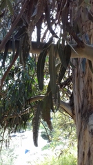 Eucalyptus
