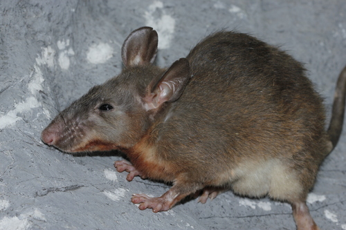 Neill's Long-tailed Giant Rat (Leopoldamys neilli) — Least Concern Mammalia