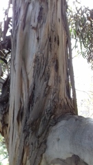Eucalyptus