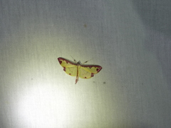 Cadarena pudoraria
