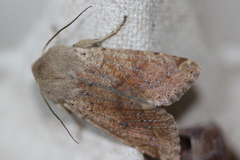 Orthosia pacifica