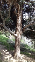 Eucalyptus