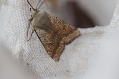 Orthosia pacifica