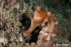 Hippocampus kelloggi