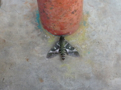 Nephele argentifera