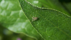 Polypedilum japonicum