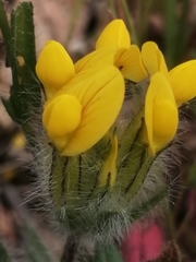 Anthyllis lotoides
