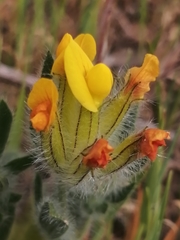 Anthyllis lotoides