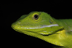 Shen Long Green Crested Lizard photo 2