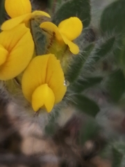 Anthyllis lotoides