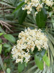 Viburnum nudum