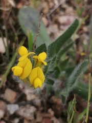 Anthyllis lotoides