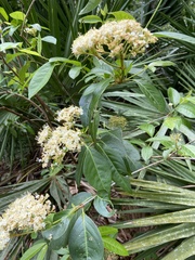Viburnum nudum