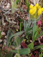 Anthyllis lotoides