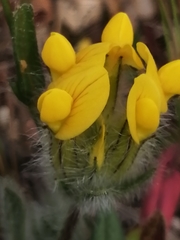 Anthyllis lotoides